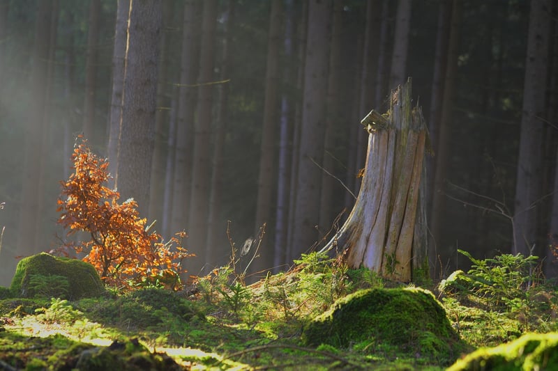 Enchanted Lighting